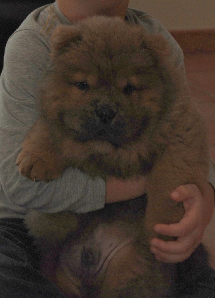 chiot Chow Chow of Chow Paradise
