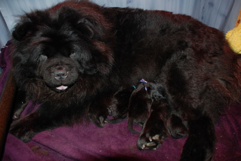 of Chow Paradise - Chow Chow - Portée née le 15/11/2010