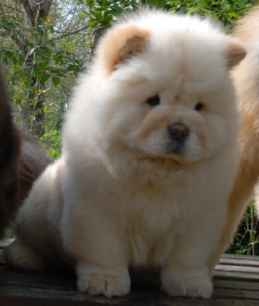 MES CHIENS