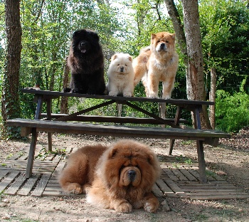 Elevage De Chow Chow